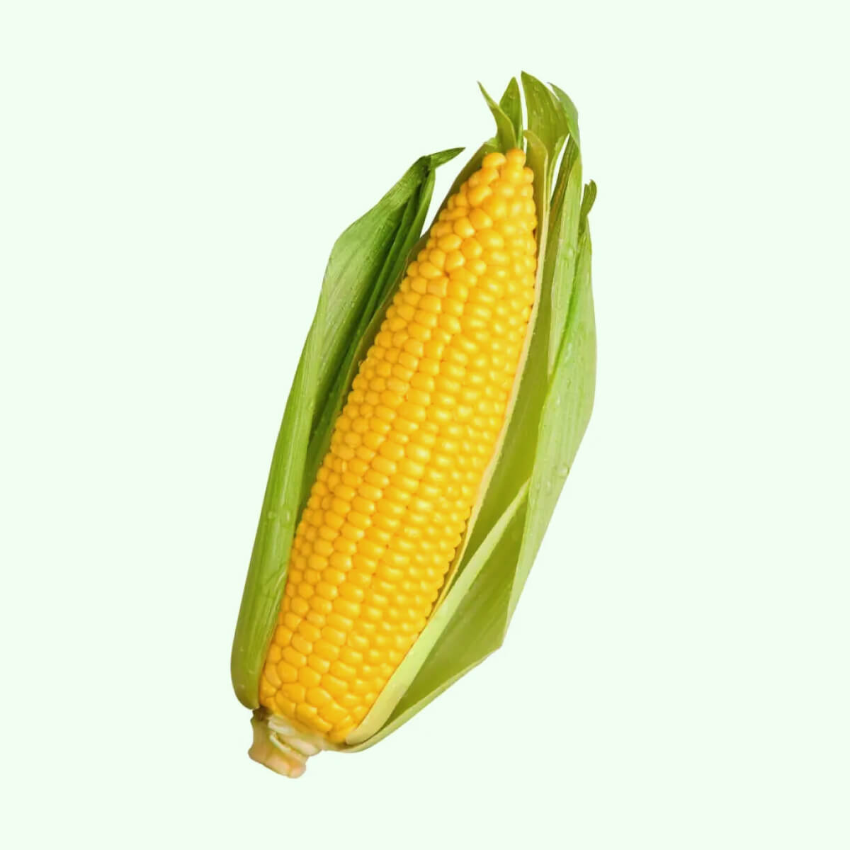 Corn. Кукурузка кукурузка. Кукуруза в початках 1шт. Кукуруза Corn. Сорт кукурузы Чокло.